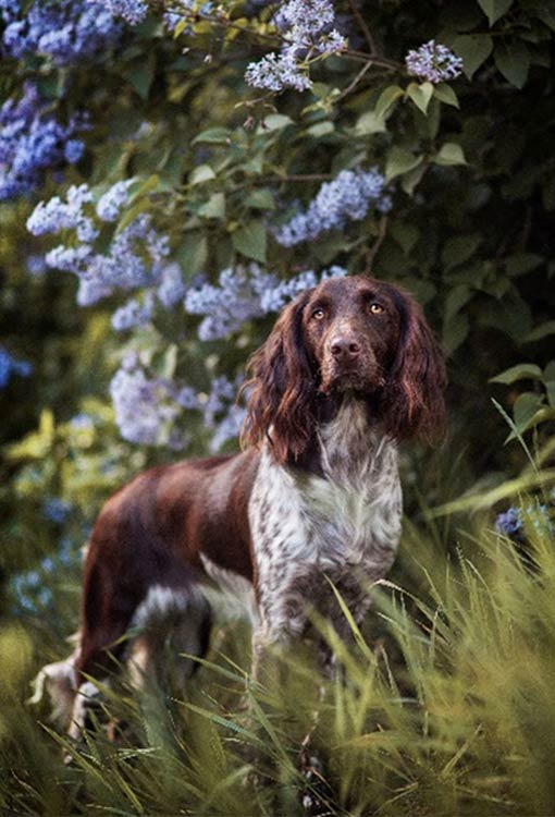 Bürohund Elisabeth